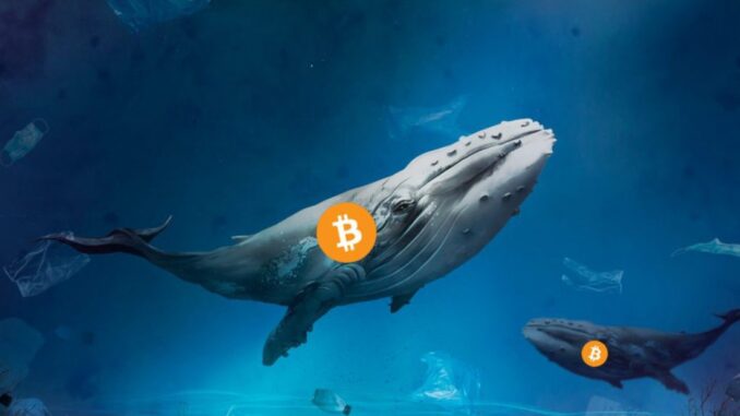 Ballenas bitcoin BTC